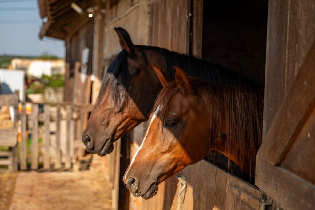 Two horses lean out from stalls in a sunlit barn aisle