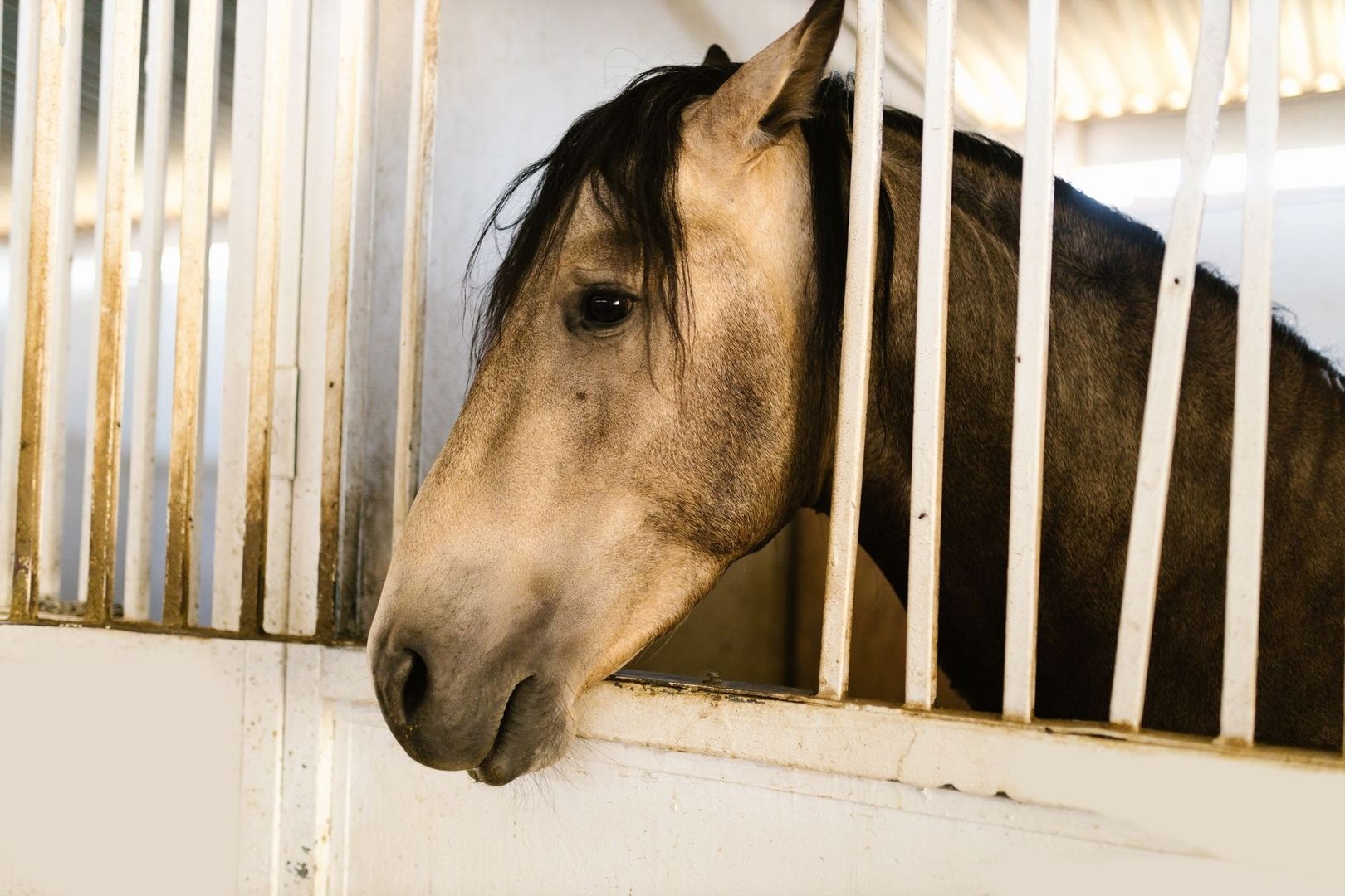 Horse looking through the bars of a stable stall door